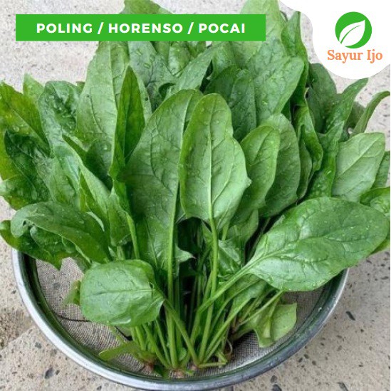 

Poling Horenso 480 - 500 Gram Fresh Grade A Pocai Bayam Jepang Horenzo Sayur Hijau Segar