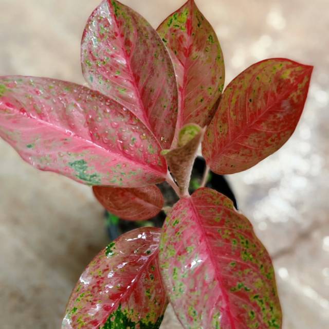  Bunga  aglonema  sexilia Shopee  Indonesia