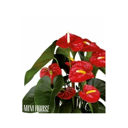 BIJI BIBIT BENIH ANTHURIUM GIANT RED IMPORT