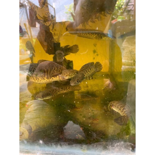 Ikan Channa Auranti Maculata Size 10-12cm Top Markotop