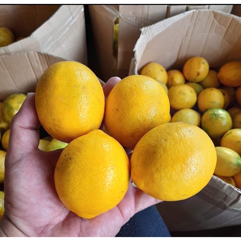 

Buah Lemon Lokal 2KG