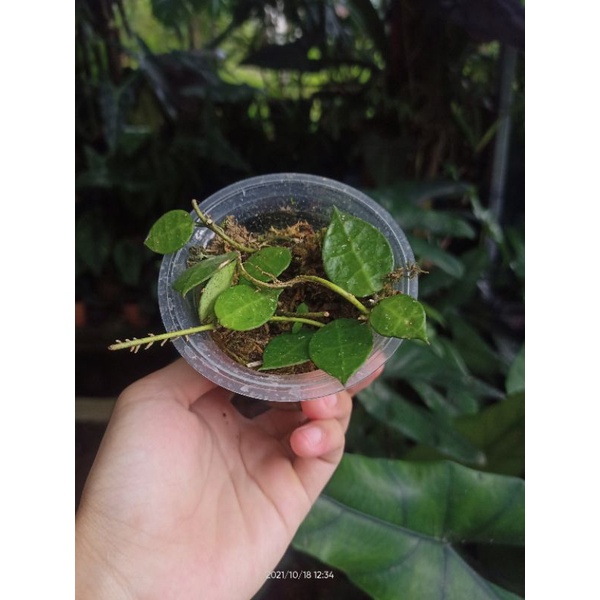 Hoya Lacunosa