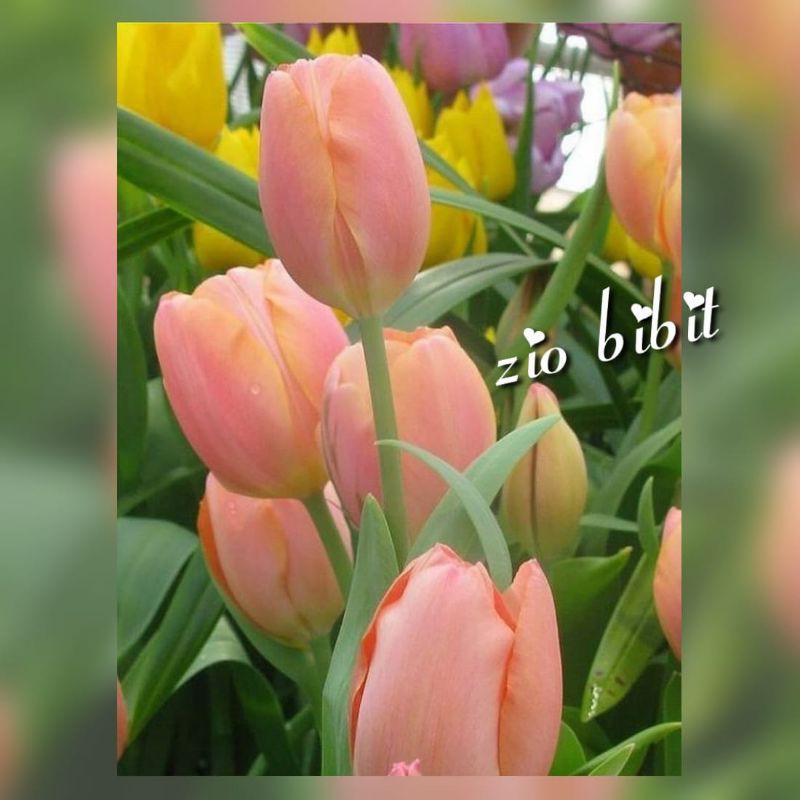 Bibit bunga tulip benih bunga tulip belanda asli peach