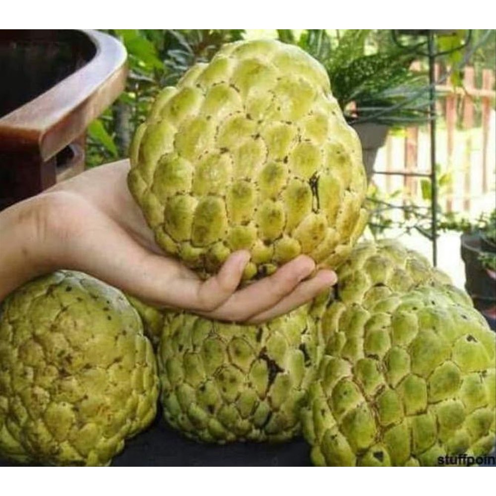 Srikaya Jumbo