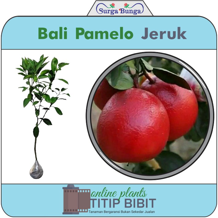 jeruk Bali merah (citrus grandis) bibit tanaman buah tambulampot