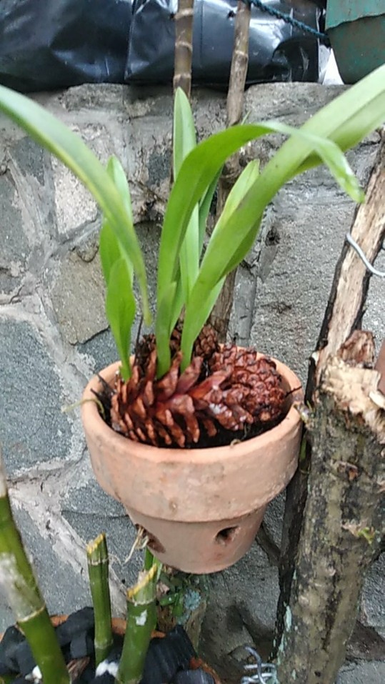 Obral Murah Anggrek Ocidium Golden Shower