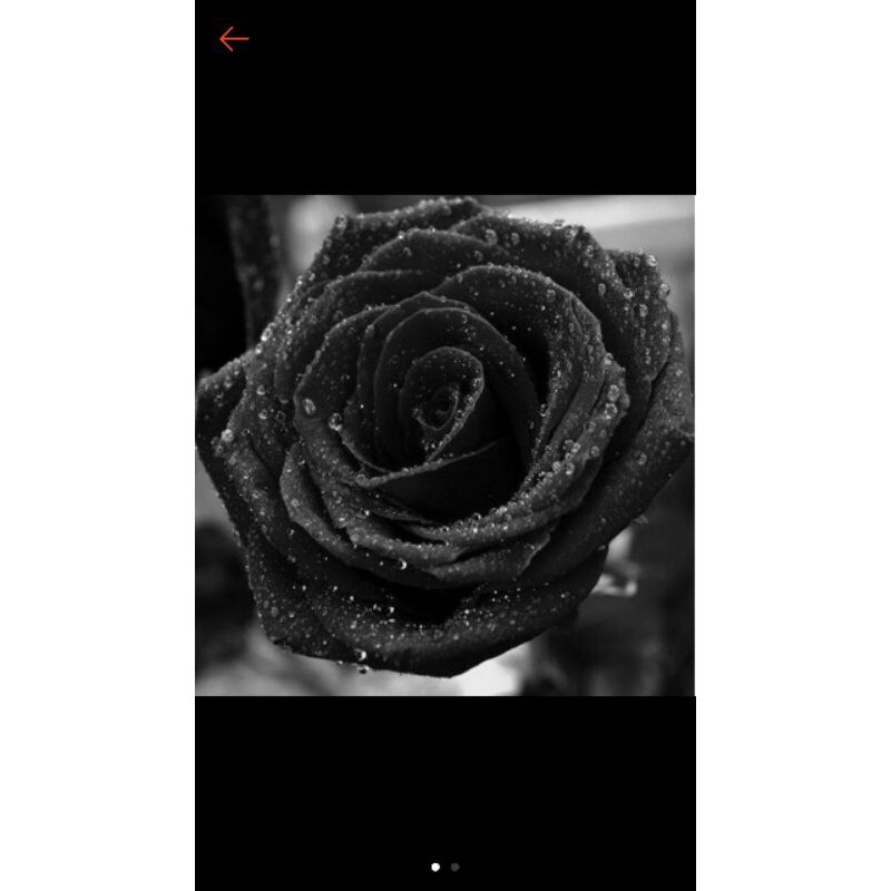 bibit tanaman hias pohon bunga mawar black//pohon mawar bunga hitam