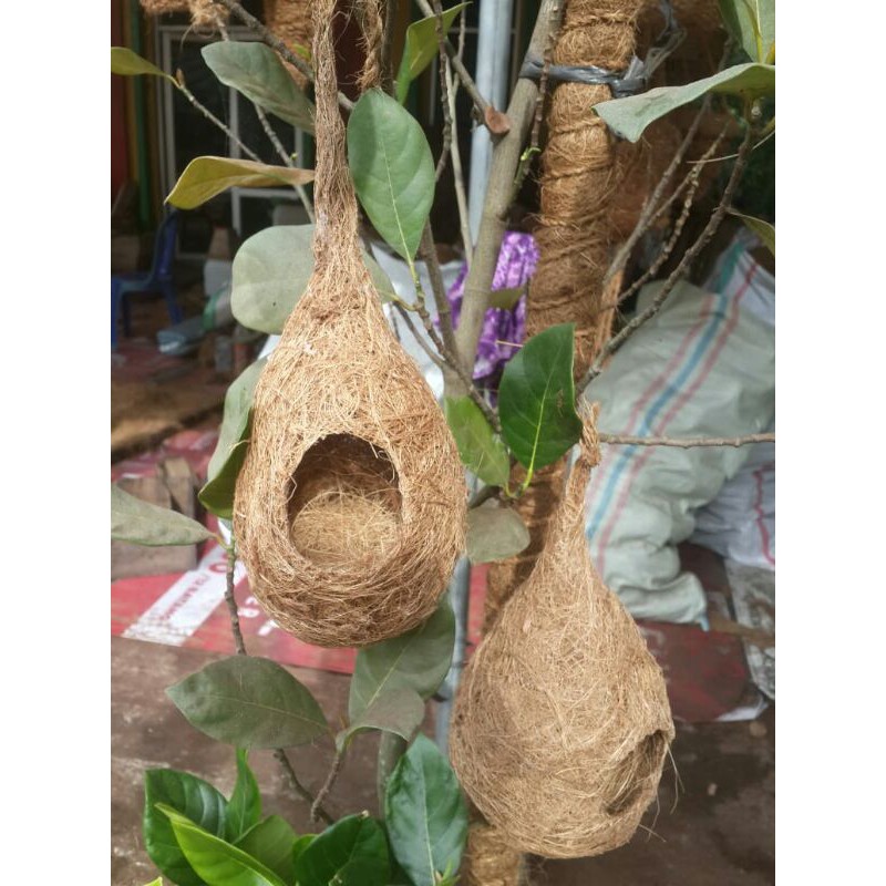 SARANG BURUNG LOVEBIRD PARKIT TEMPAT BERTELUR BURUNG LOVEBIRD DAN BURUNG MANYAR