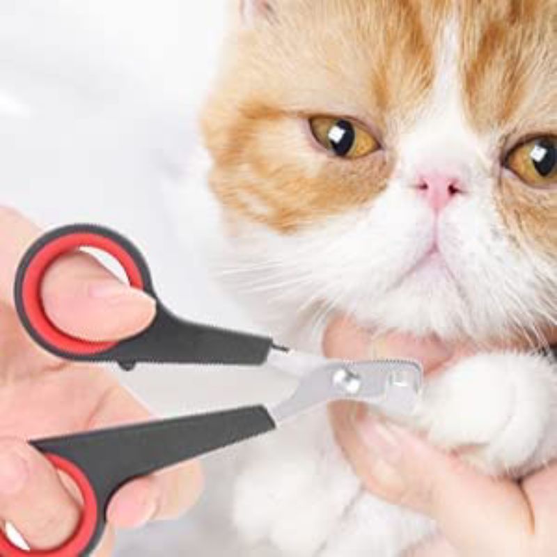 GUNTING KUKU HEWAN || KUCING - ANJING - MUSANG - KELINCI - BURUNG