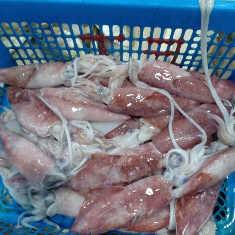 

cumi segar size 6-7 setiap pembelian 5 kg bonus ikan segar 1 kg