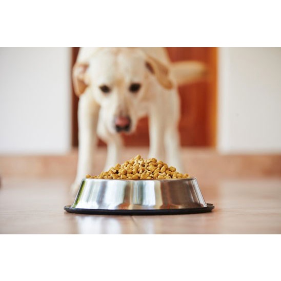 Petopia Pet Bowl Stainless Steel Dog and Cat / Tempat Makan Mangkuk Besi Kucing Anjing Premium