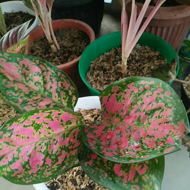 Aglonema Dut Anjamani