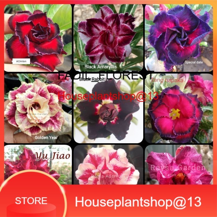 adenium bunga tumpuk paket 5 plus bonus menarik -HPS@13 SEED_AGLONEMA