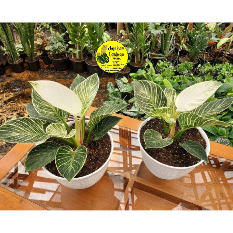 TANAMAN HIAS PHILO BIRKIN VARIGATA + POT PUTIH