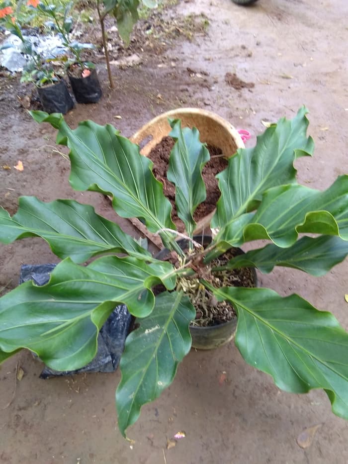 Hot Sale/ Anthurium gelombang cinta /pohon anthurium gelombang cinta