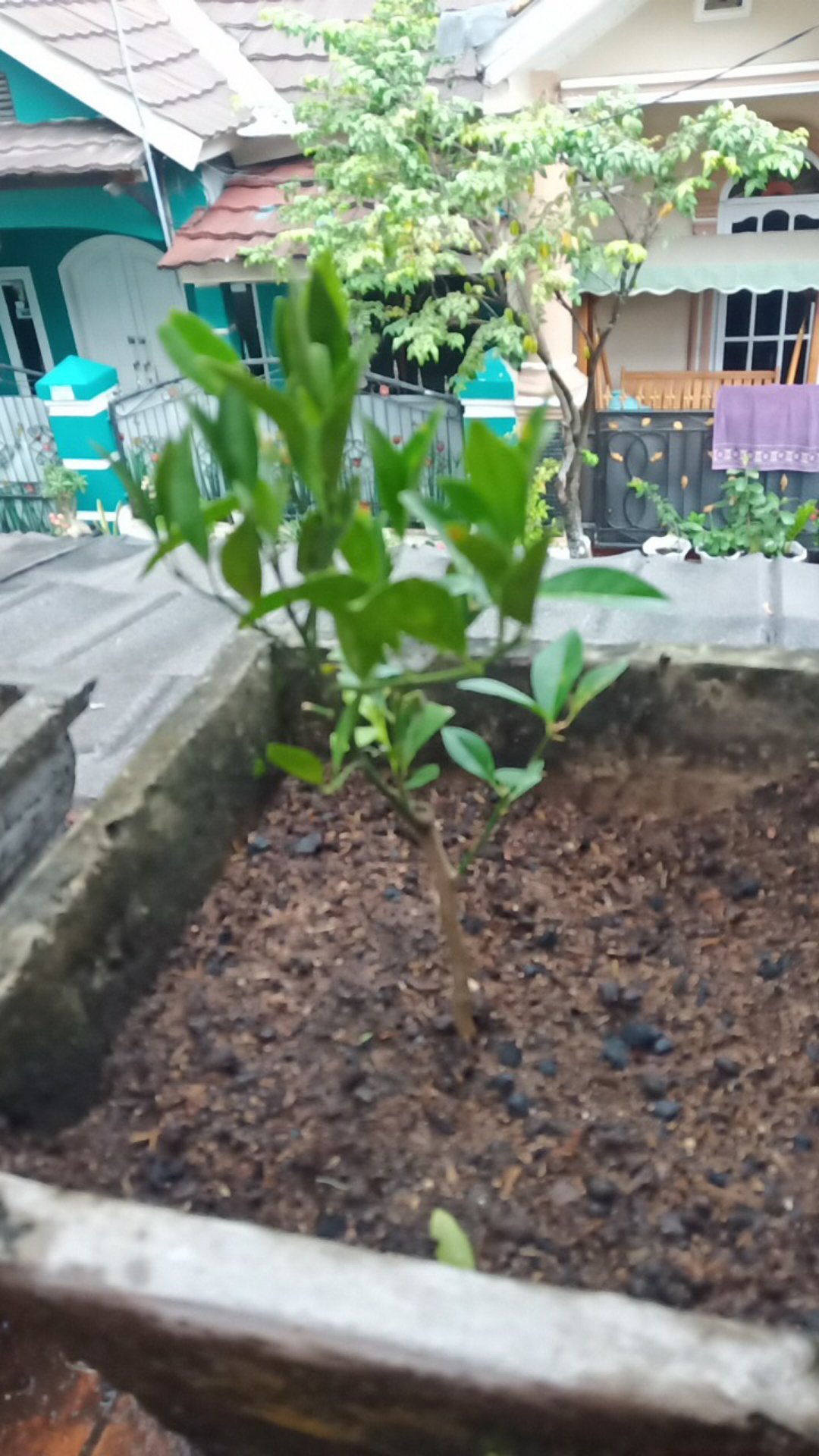 Bibit Buah Jeruk Limo / Limau