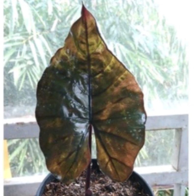 bibit tanaman hias alocasia sente hitam varigata/bibit tanaman hias sente hitam varigata cantik bibi