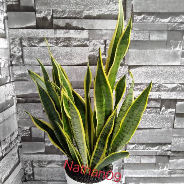 Sensivera lidah mertua