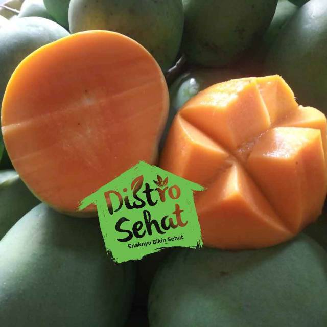 

Mangga gedong TUA POHON POL