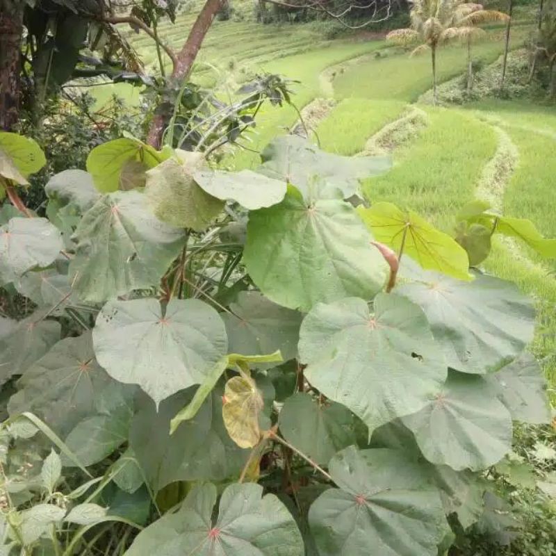 

Daun Tisuk Pembungkus Nasi Per 30 Lembar