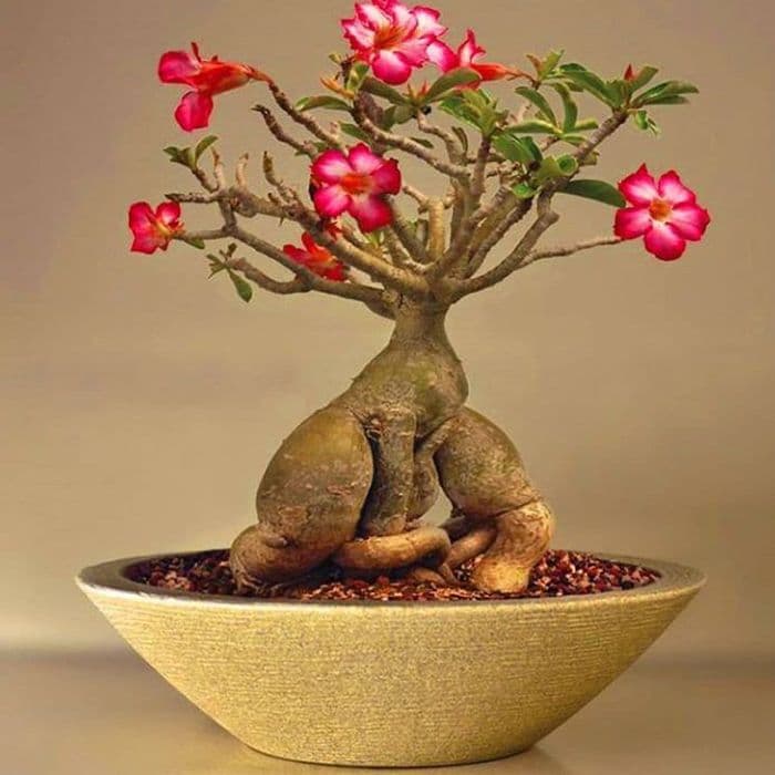 Bibit tanaman hias bunga adenium kamboja jepang/kemboja-3
