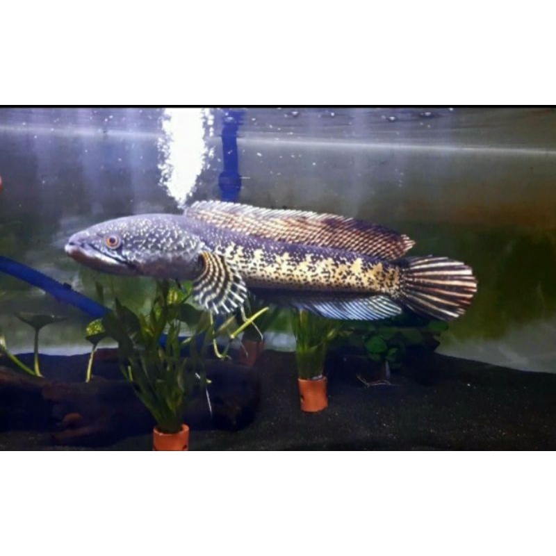 cchanna auranti gondrong