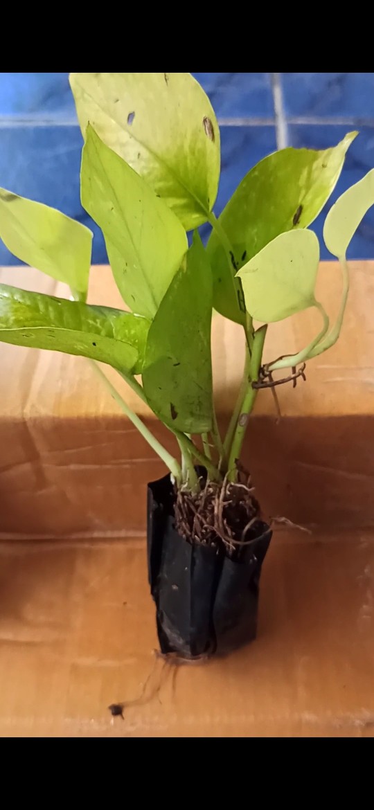 Tanaman Srigading Lemon - Sirih Gading Lemon - Srigading Love