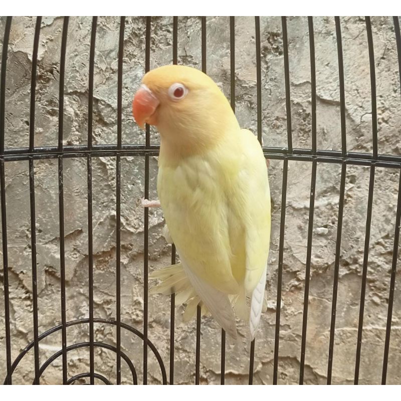 Burung Lovebird PB Cremino Mata Merah