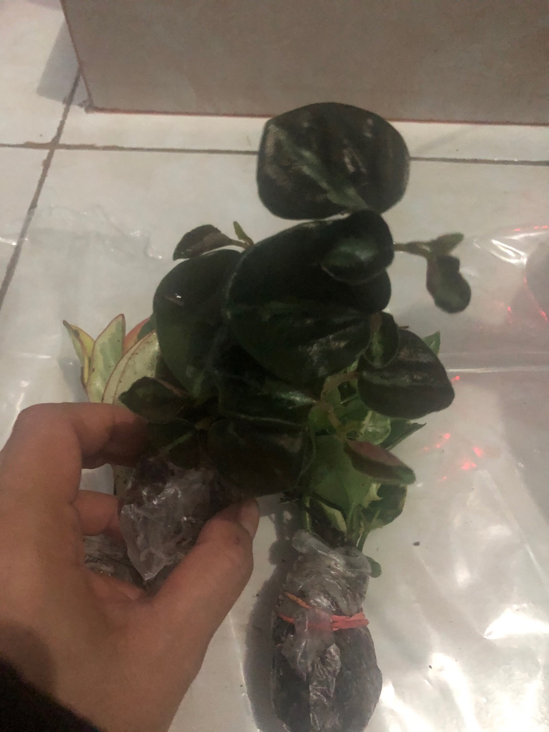 Tanaman Hias Peplan Merah/peperomia Clusiifolia Rainbow