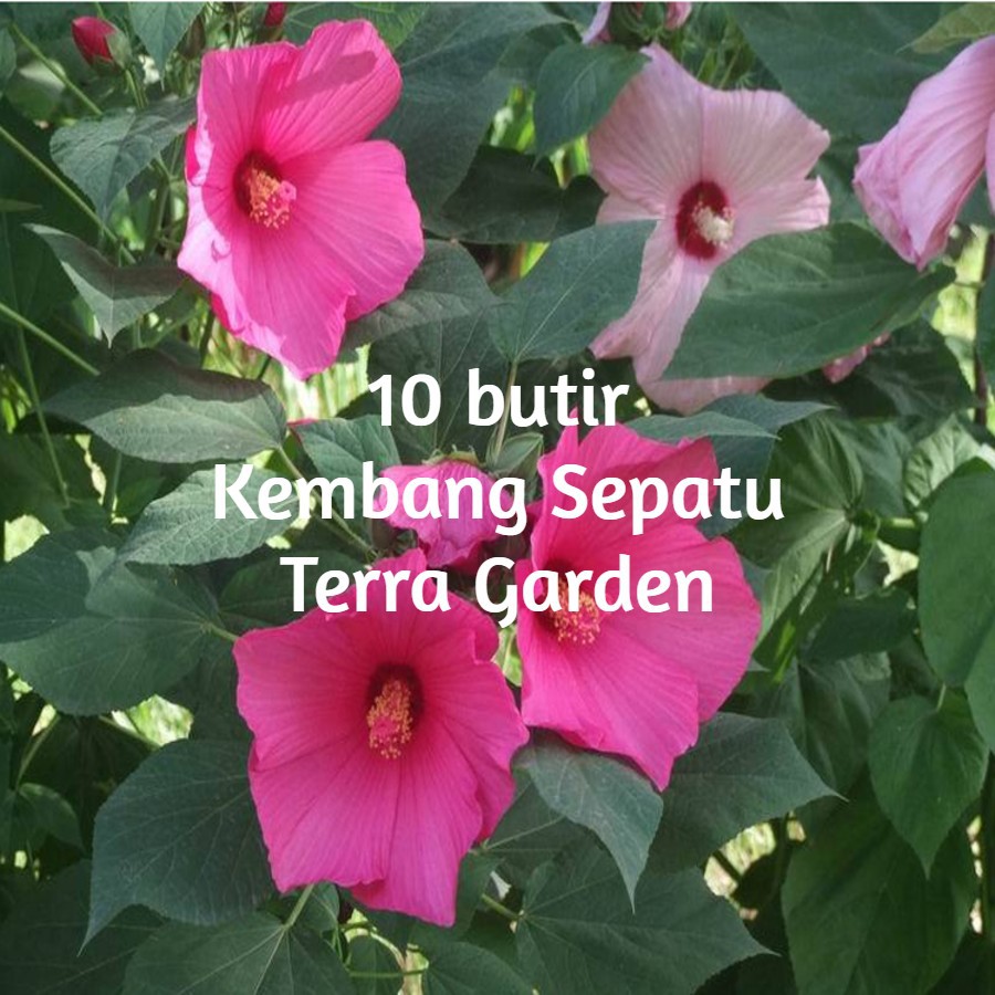 Benih Bunga Kembang Sepatu Biji Hibiscus Mixed Hibiscus grandiflorus Rosemallow 20 seeds