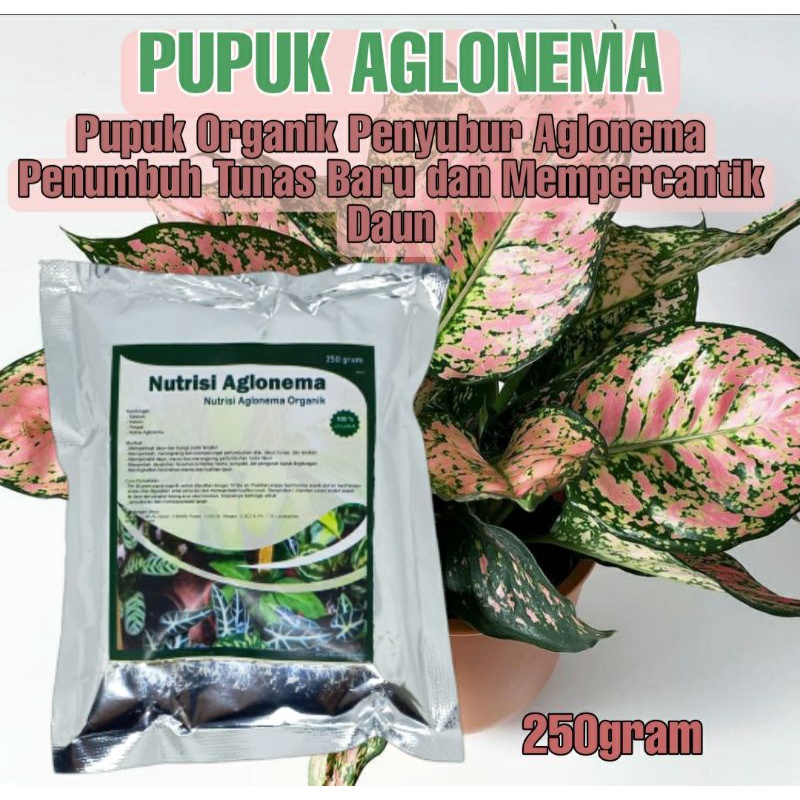 Pupuk Organik Aglonema Booster Multimikroba Perangsang Daun dan Tunas,Pupuk Pelebat Keladi Aglonema