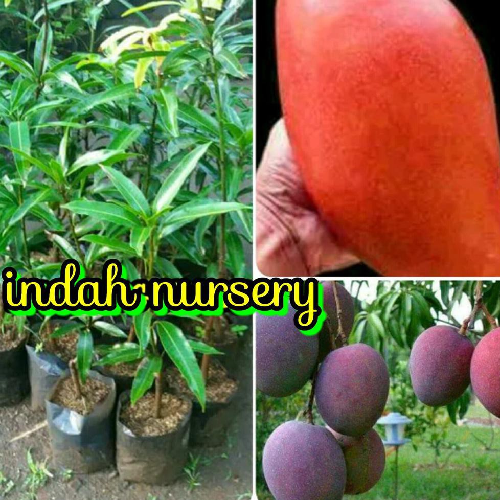 KW IMPORT PAKET 2 BIBIT MANGGA IRWIN-RED EMPEROR UK>