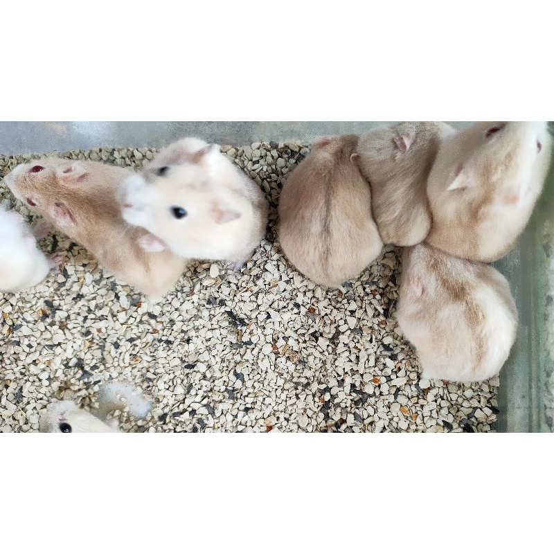 Winter Golden Hamster