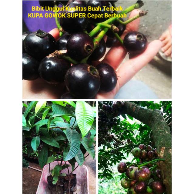 Bibit langka buah KUPA GOWOK SUPER Kualitas terbaik Cepat berbuah pohon bibit tanaman terlangka