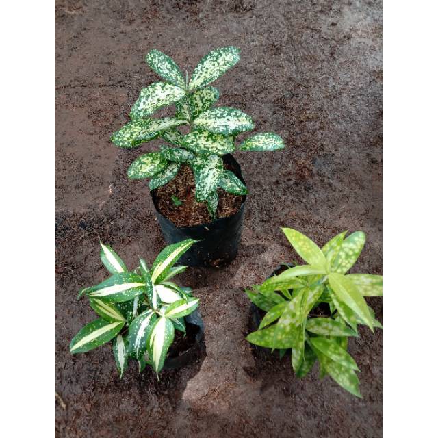 Paket 3 tanaman dracaena milky florida golden drasena