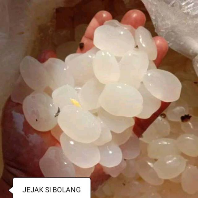 

KOLANG KALING MUDA SUPER NETTO 500 GRAM