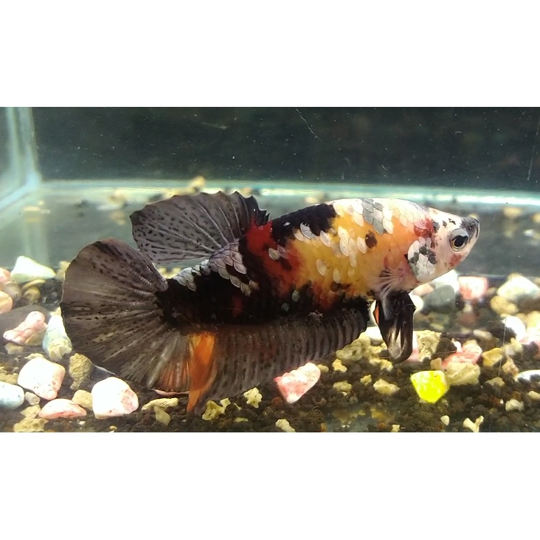 CUPANG PLAKAT KOI COOPER BLACK YELLOW RARE FULLBLOK INDUKAN SIAP KAWIN (REAL PICT/ SESUAI FOTO)