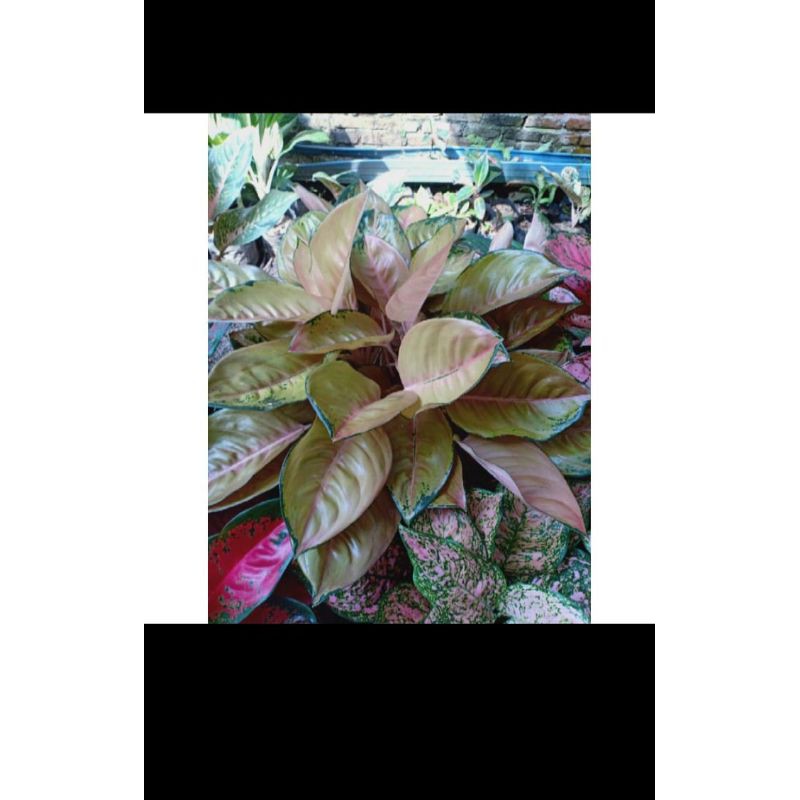 AGLONEMA SULTAN BRUNEI BABY