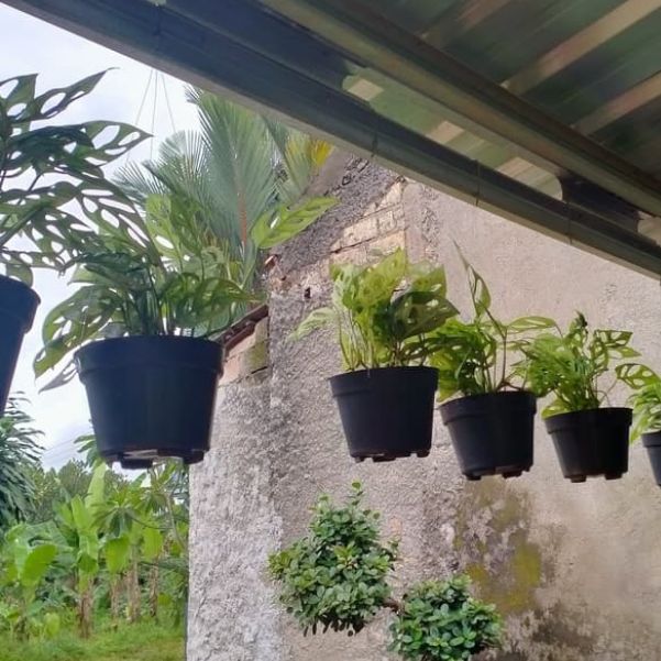 monstera janda bolong+Pot gantung