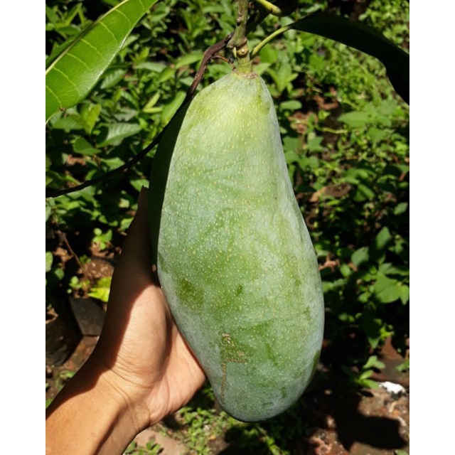 Bibit Mangga Mahatir Okulasi Tabulampot