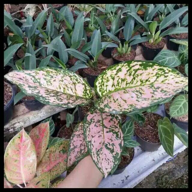 Tanaman hias aglaonema ruby pink