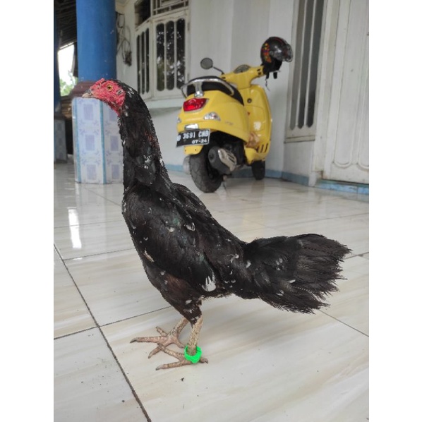 Ayam indukan Birma telur hijau