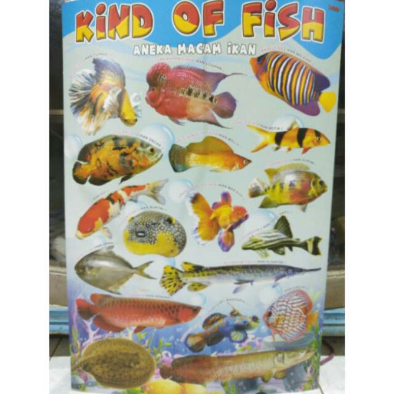 Poster Edukasi Anak Aneka Macam Ikan, mengenal Gambar Ikan Berwarna