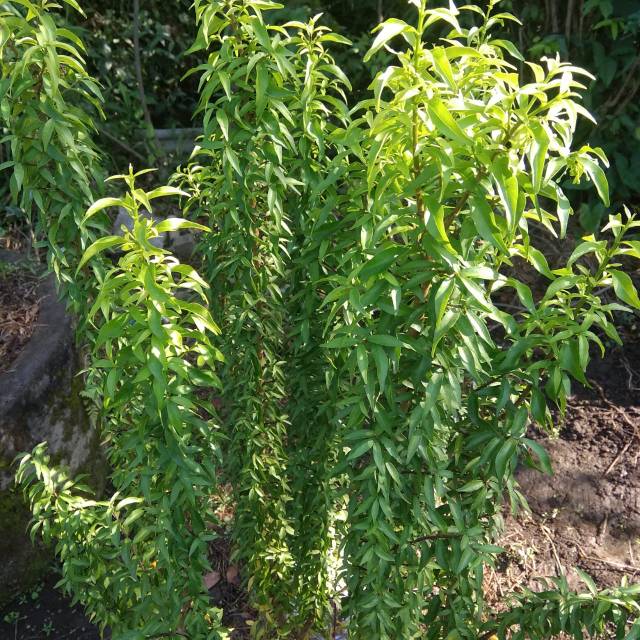 Bahan Bonsai Anting Putri Mikro
