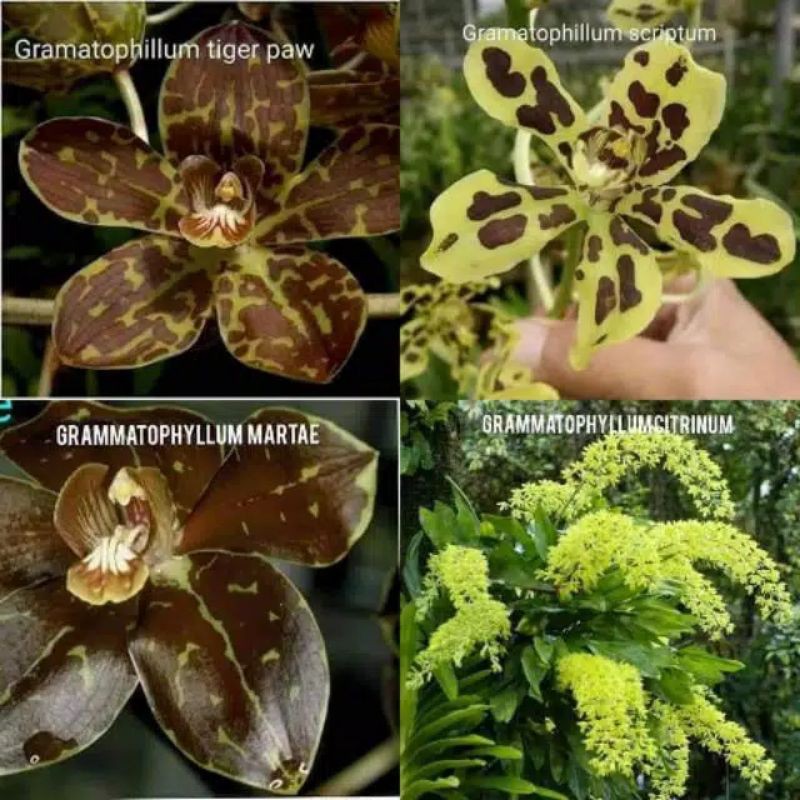 BIBIT BOTOL GRAMMATOPHYLLUM TERMURAHH 