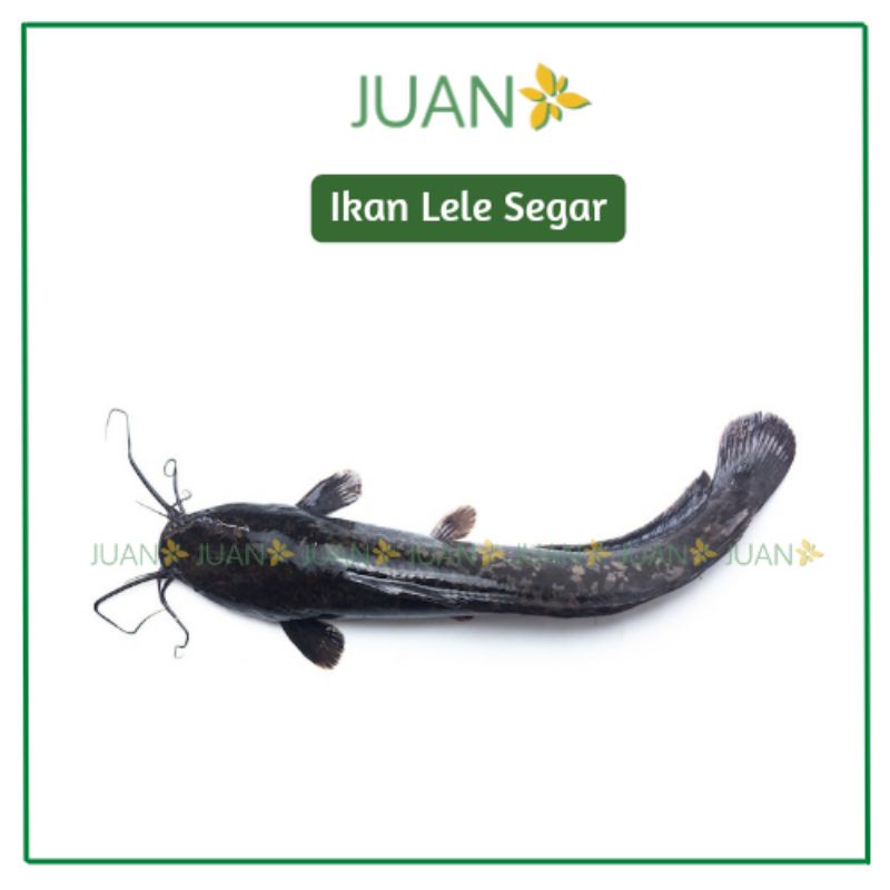 

Ikan Lele Segar 500gr - Juan Freshmart