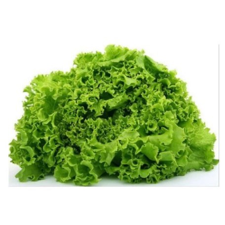 Benih Selada Keriting Hijau LETTUCE BISI Asli Kemasan Pabrik