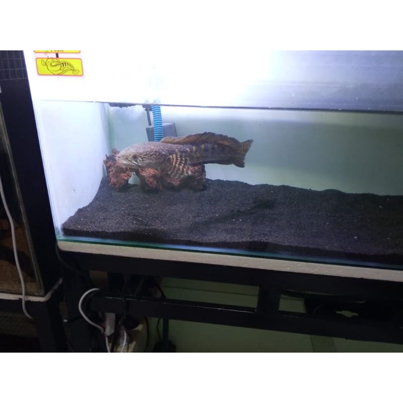 Chana Auranti Size 30cm+-