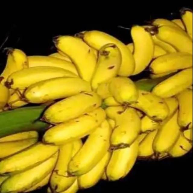 

1tandang pisang uli
