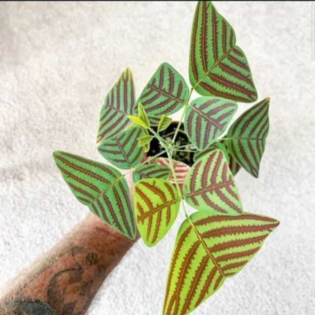 Tanaman Hias Oxalis Triangularis - Tanaman Hias - Oxalis